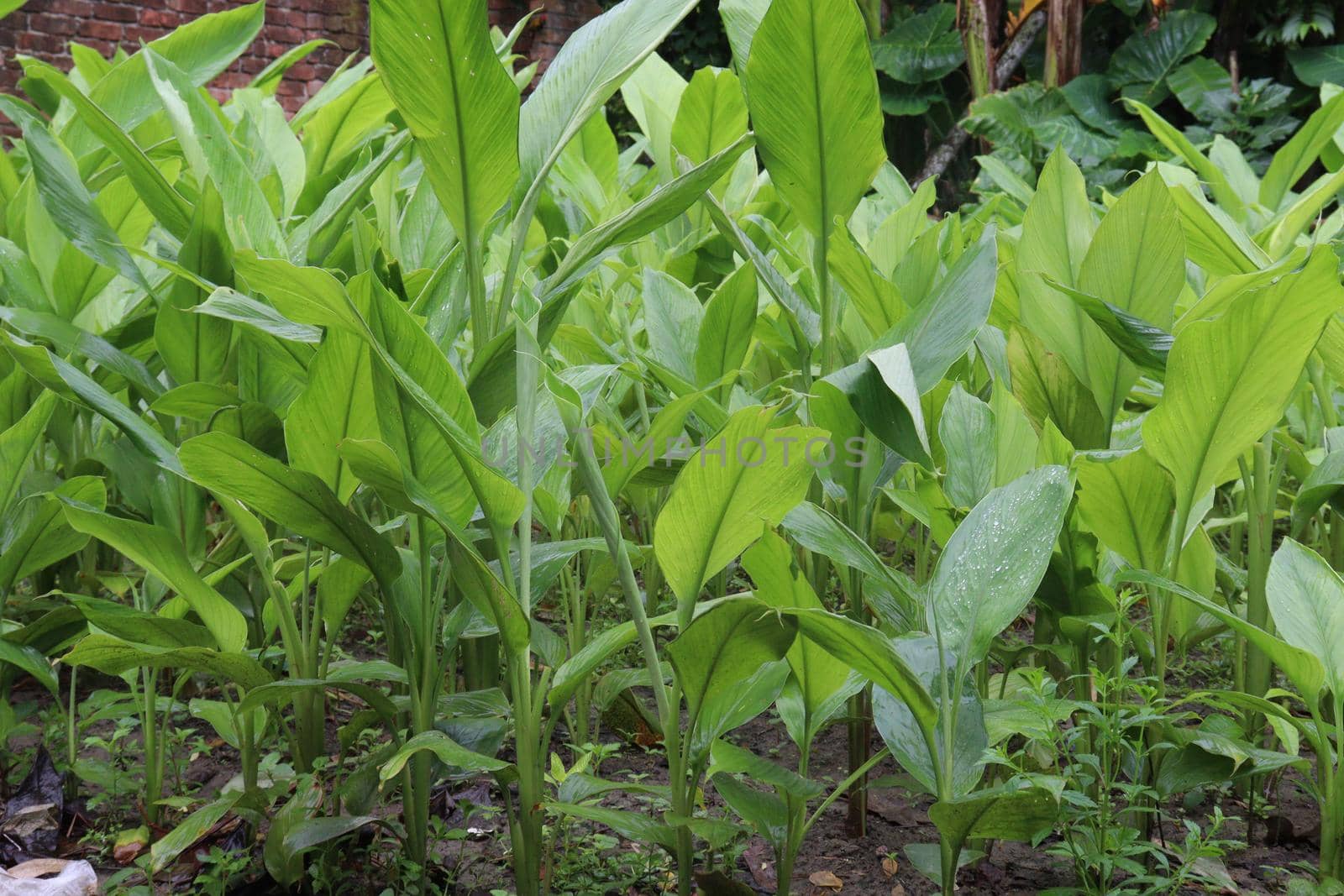 turmeric tree farm for spice harvest by jahidul2358