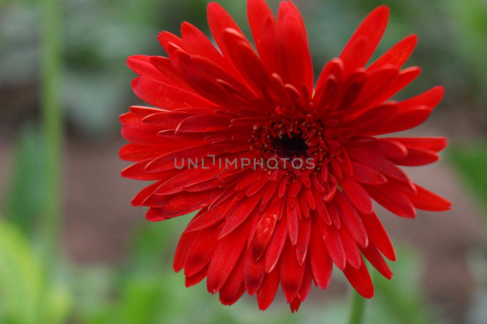 red colored gerbera flower farm for harvest