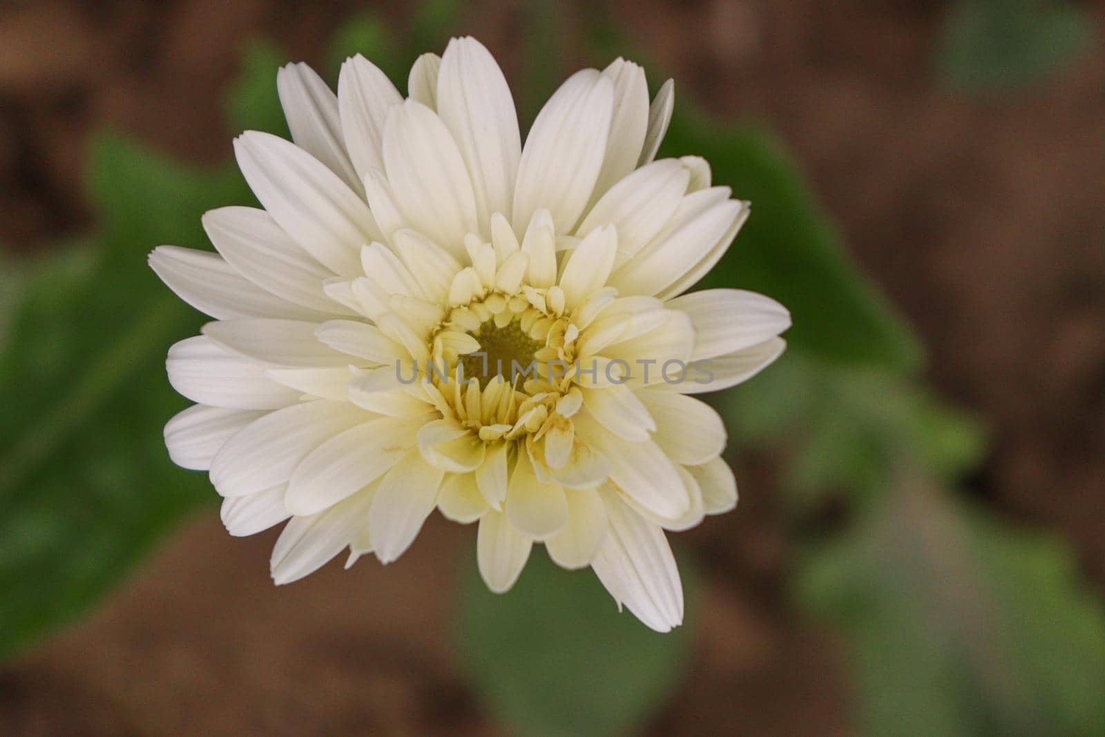 white colored gerbera flower on farm by jahidul2358