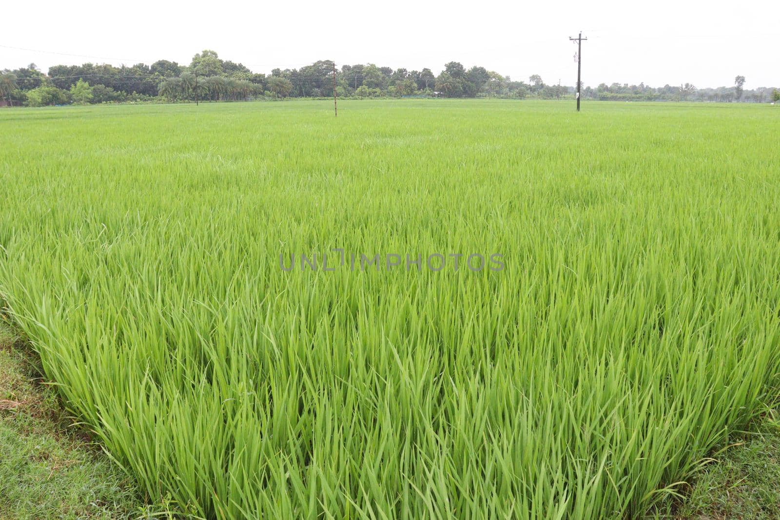 green colored paddy farm on field by jahidul2358