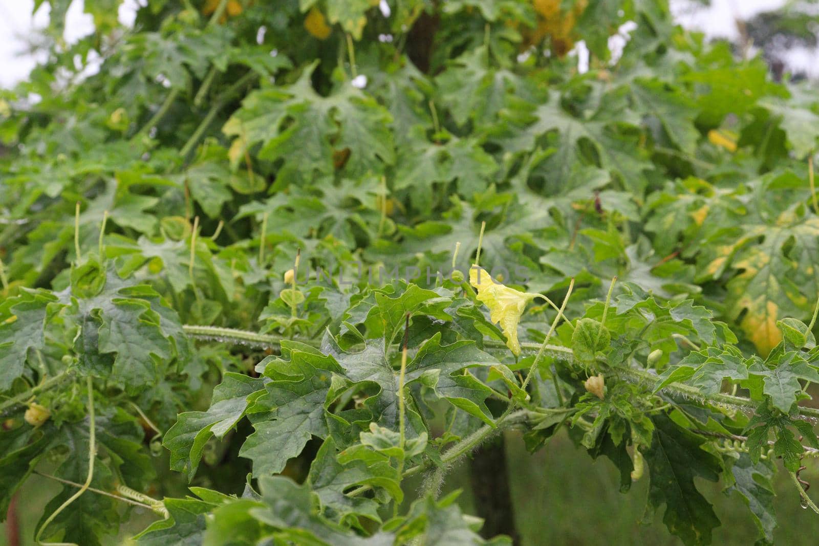 bitter melon tree view on field by jahidul2358