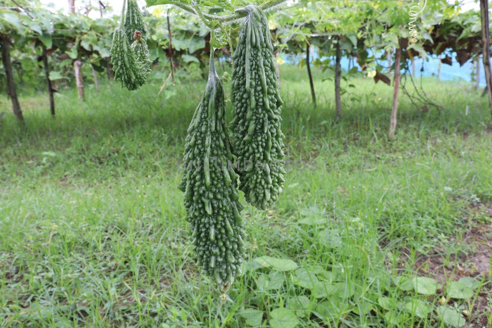 healthy raw bitter melon on tree in farm for harvest
