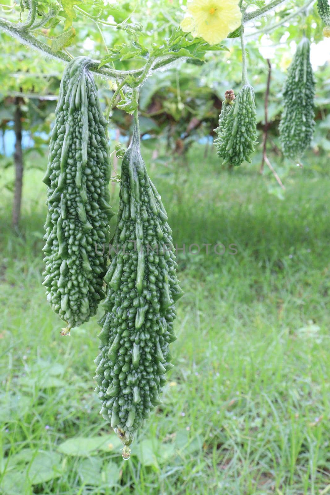 healthy raw bitter melon on tree in farm for harvest