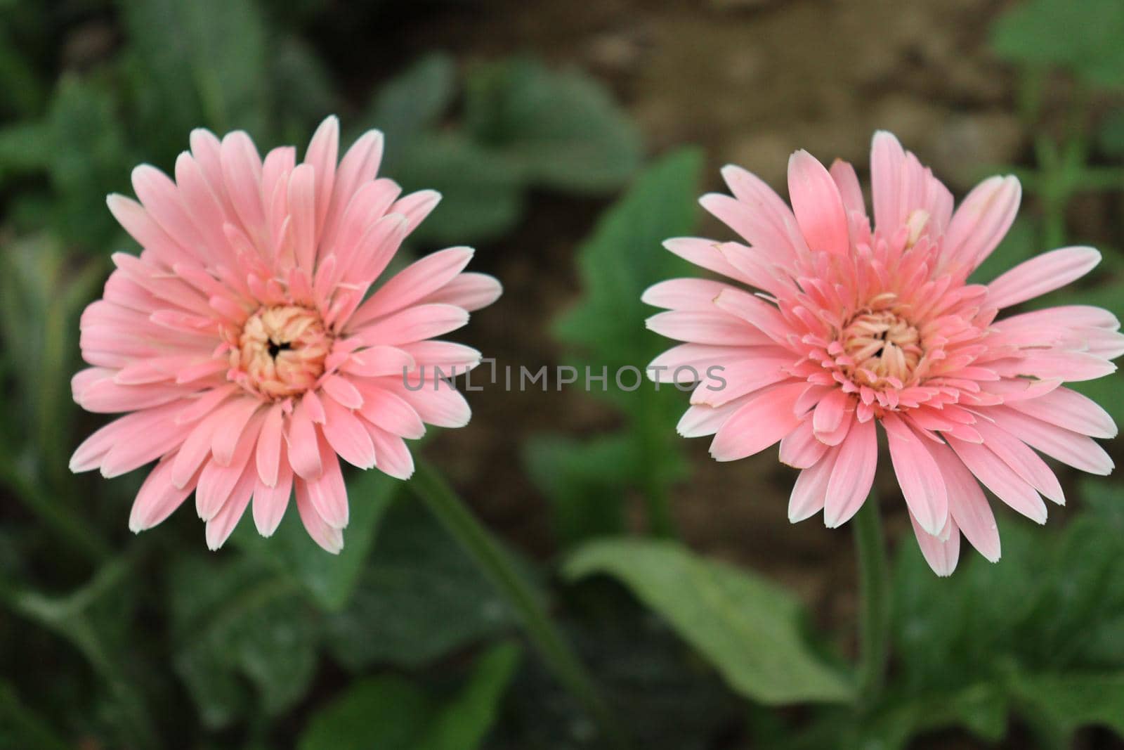 pink colored gerbera flower farm for harvest