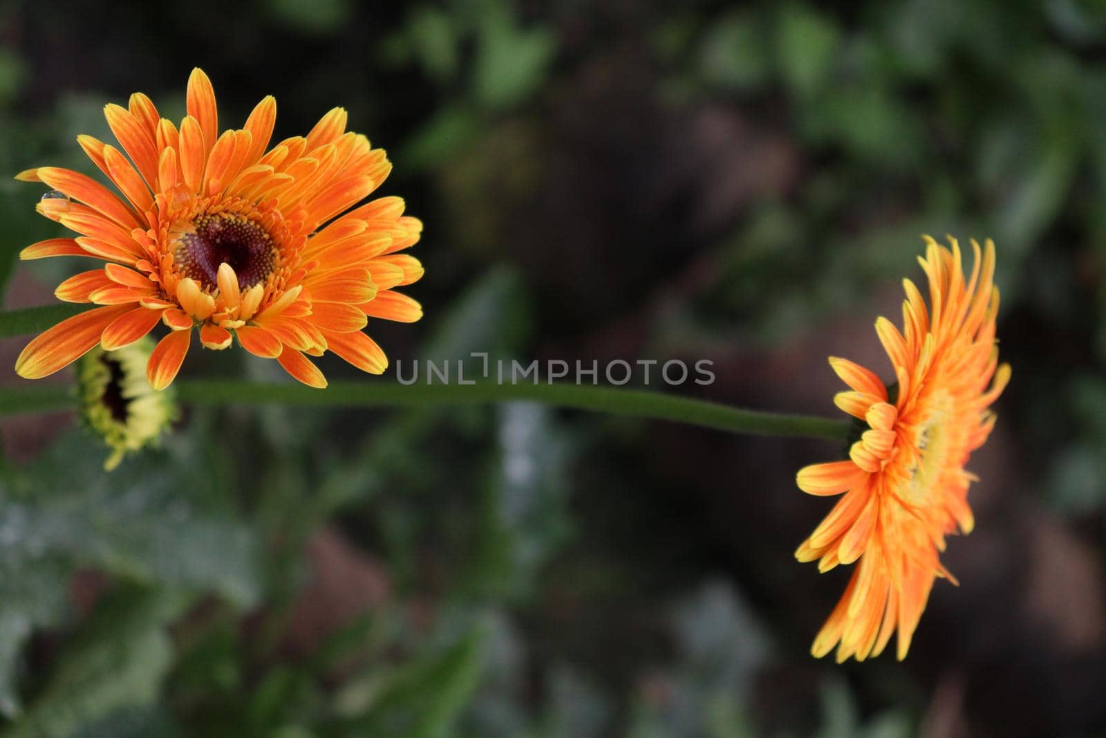 Orange colored gerbera flower farm for harvest