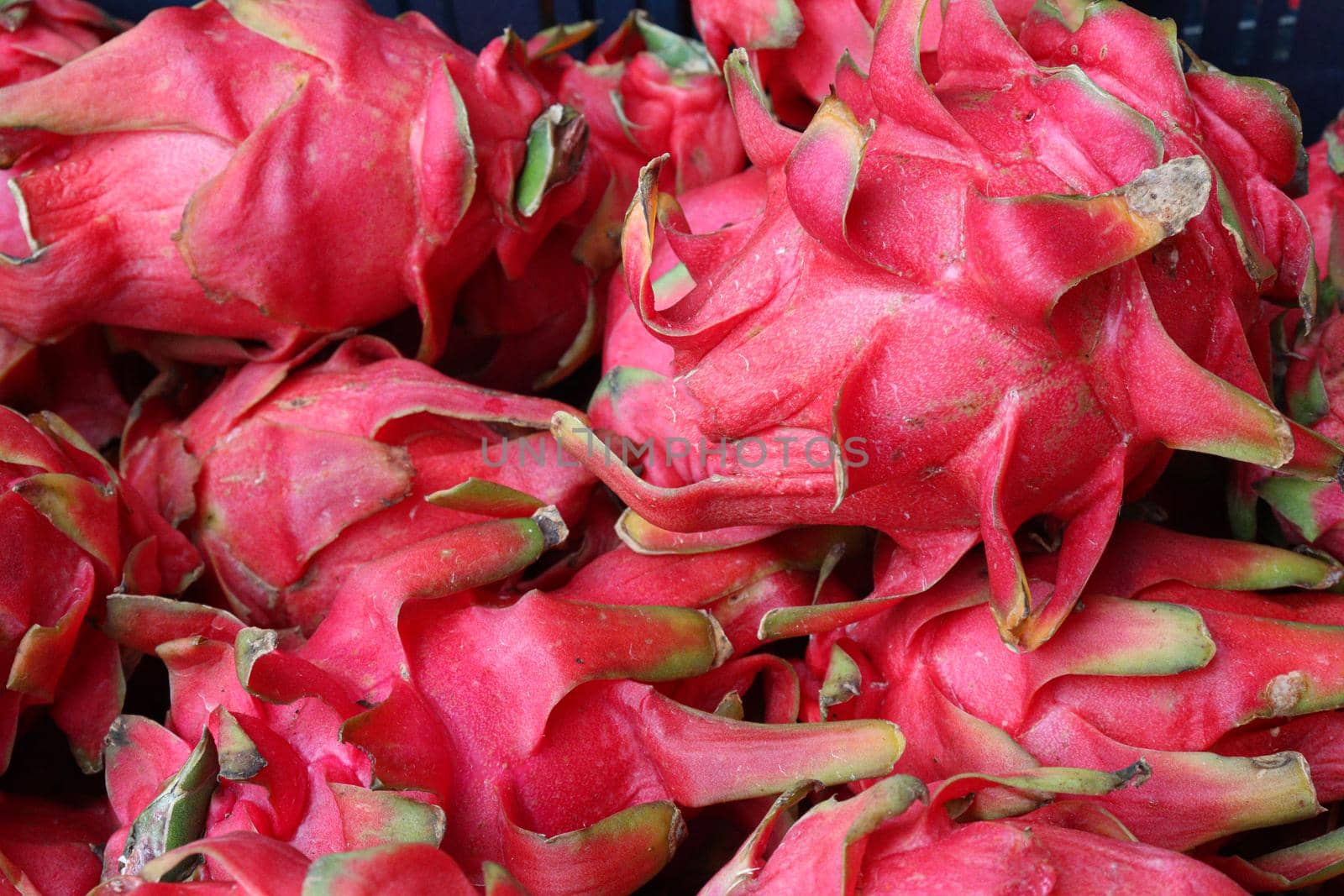 dragon fruit stock on shop for sell