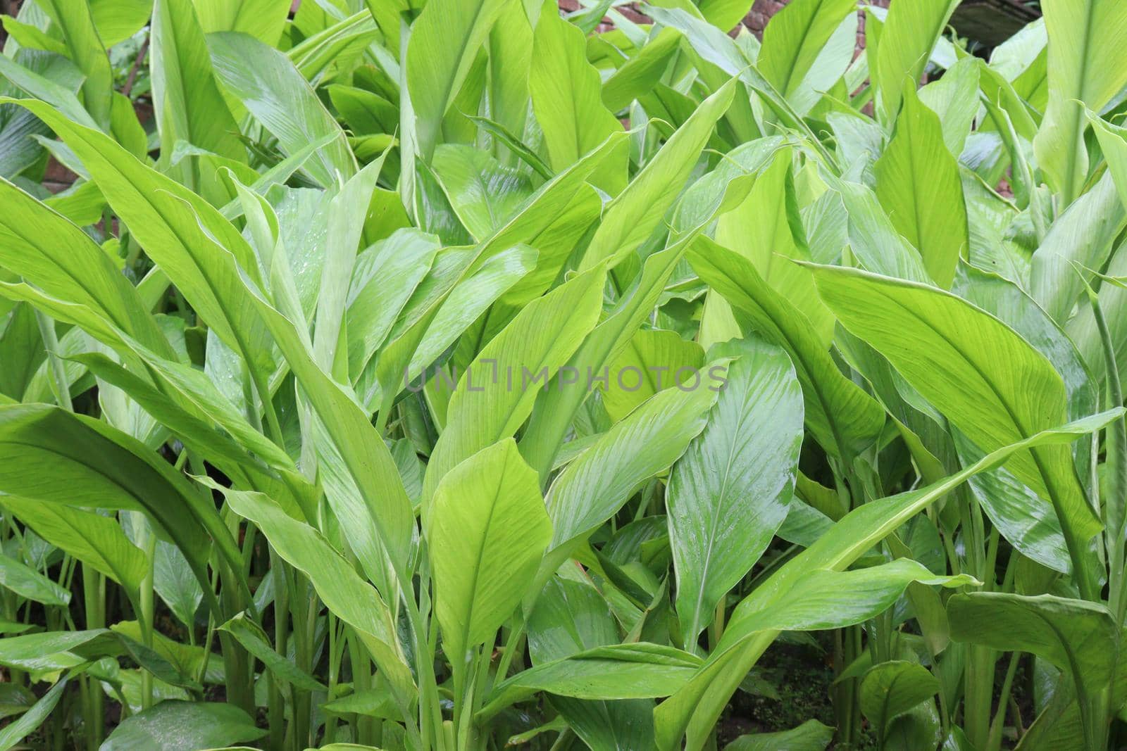 green colored turmeric tree farm for spice harvest