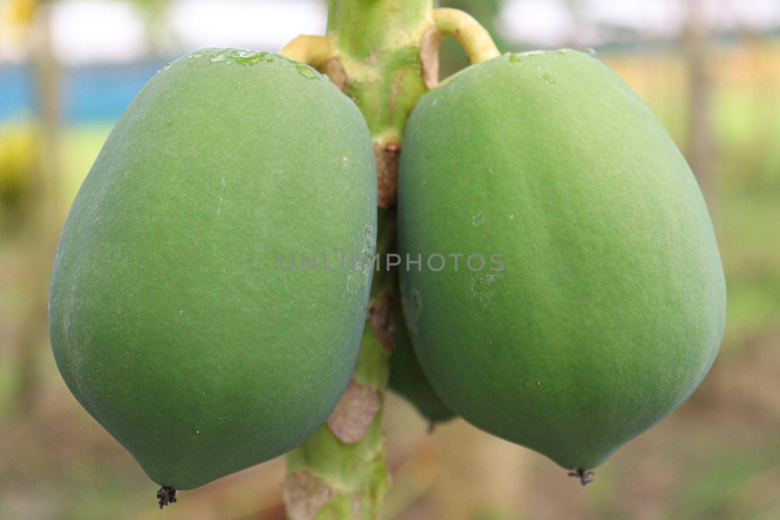 green and healthy raw papaya stock on tree in farm for harvest