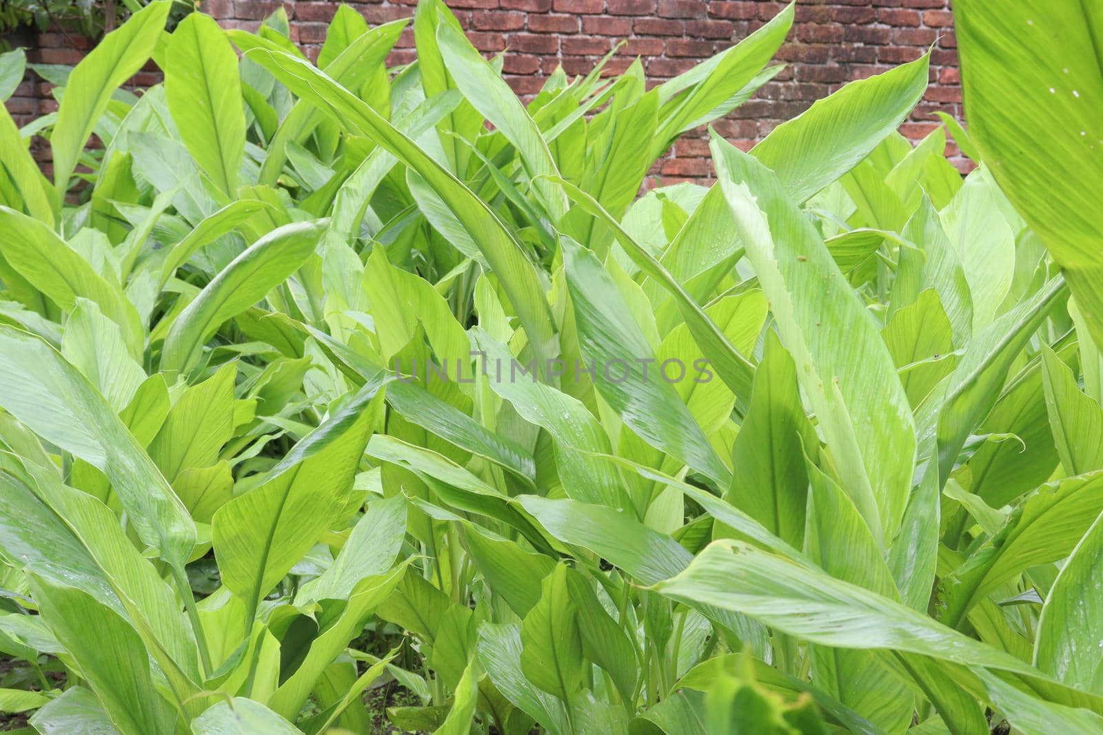 green colored turmeric tree farm for spice harvest