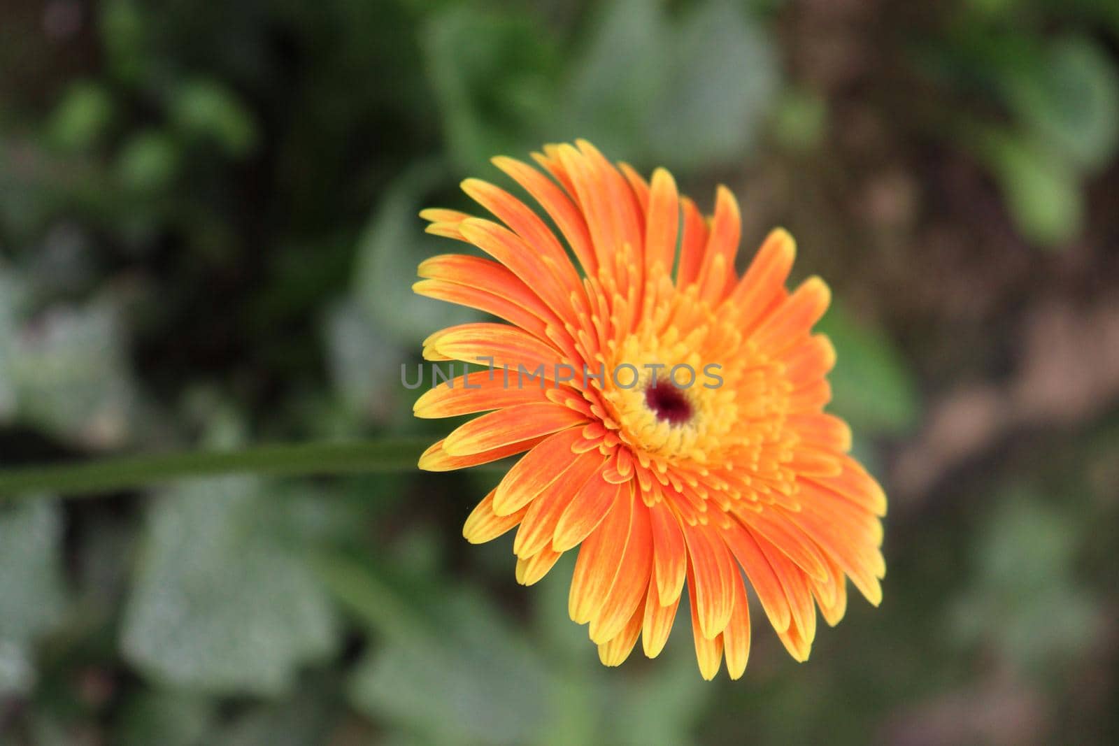 Orange colored gerbera flower farm for harvest