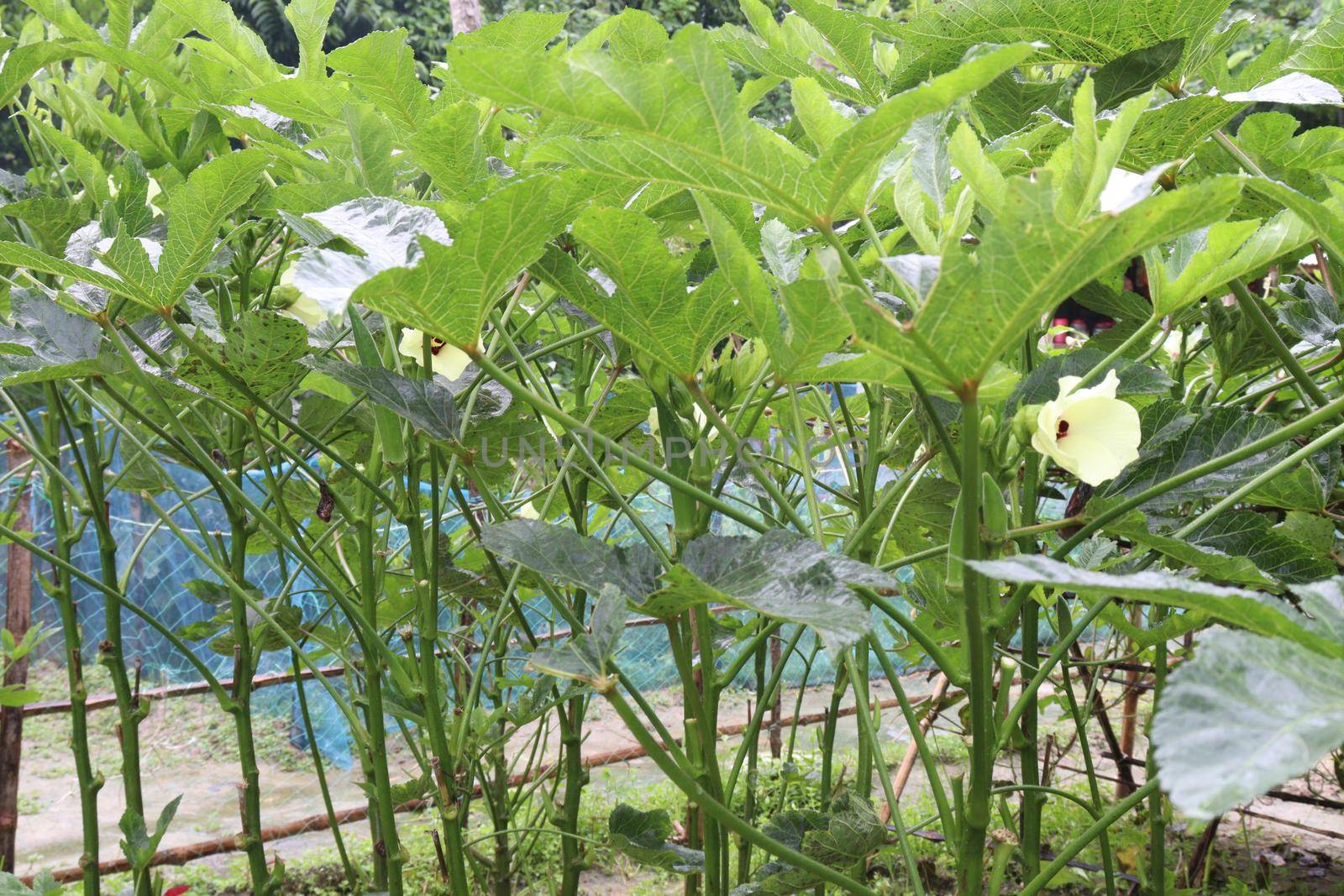 green colored lady finger on tree in farm for harvest