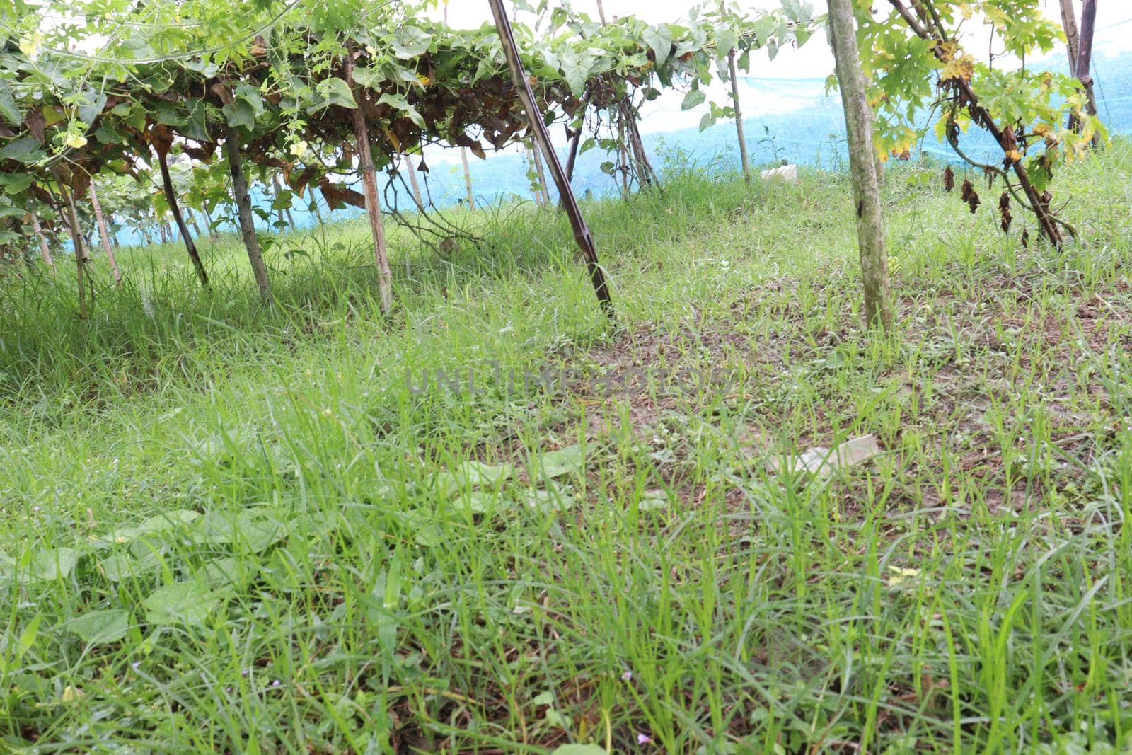 bitter melon tree view on field by jahidul2358