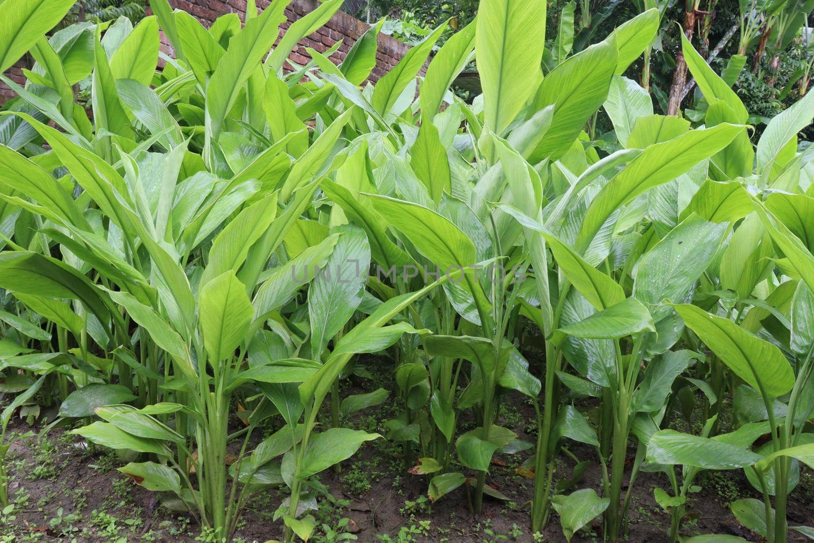 turmeric tree farm for spice harvest by jahidul2358