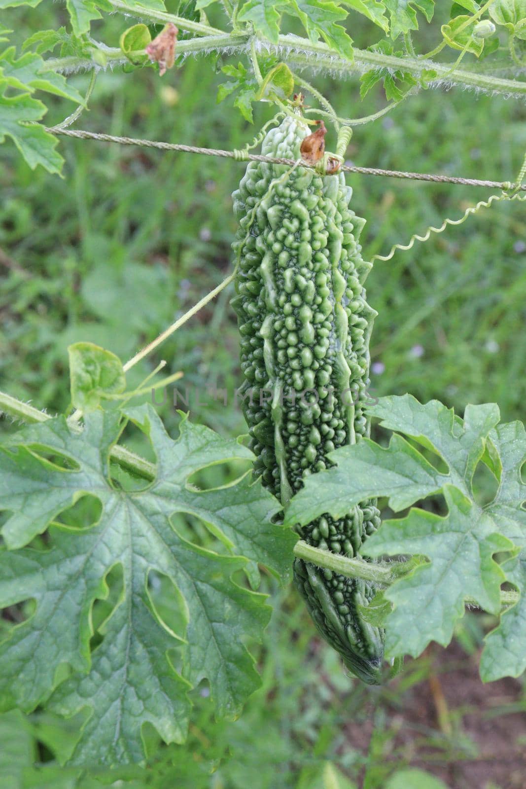 raw bitter melon on tree by jahidul2358