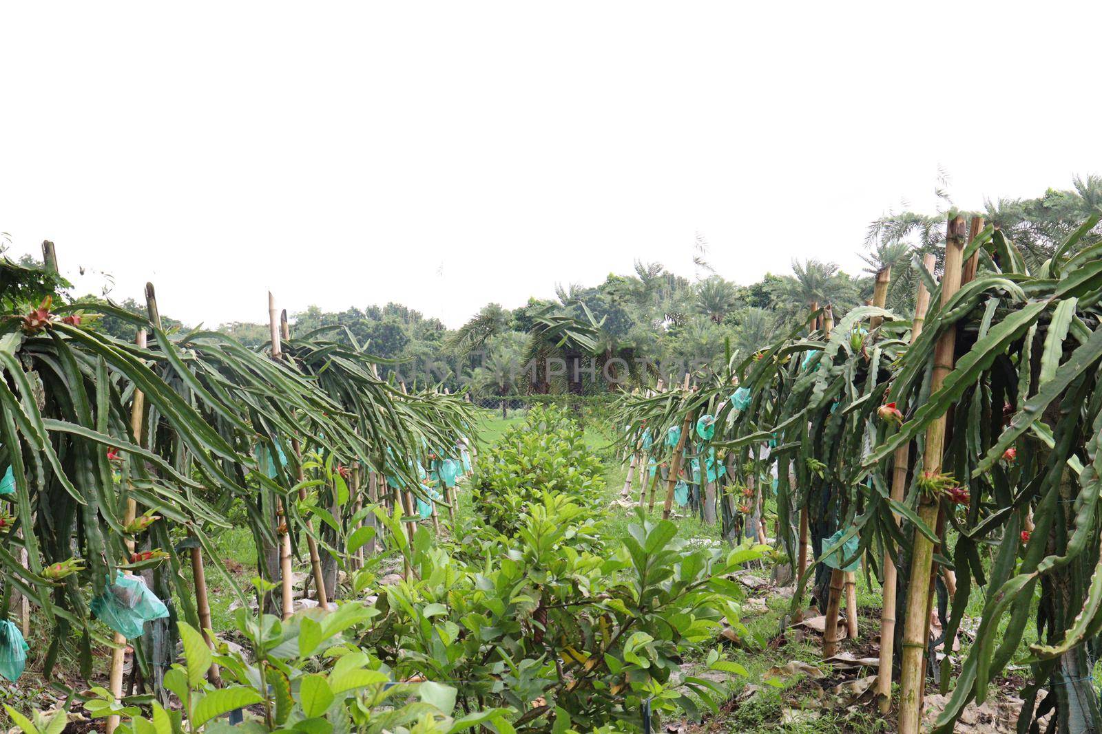 dragon fruit on tree in firm by jahidul2358