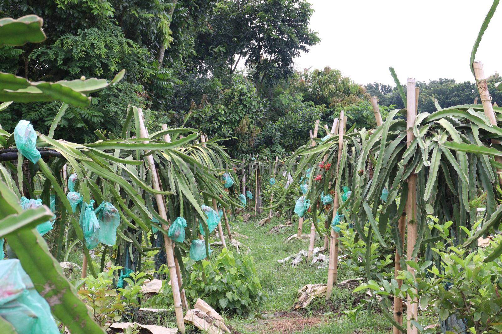 dragon fruit on tree in firm for harvest and sell