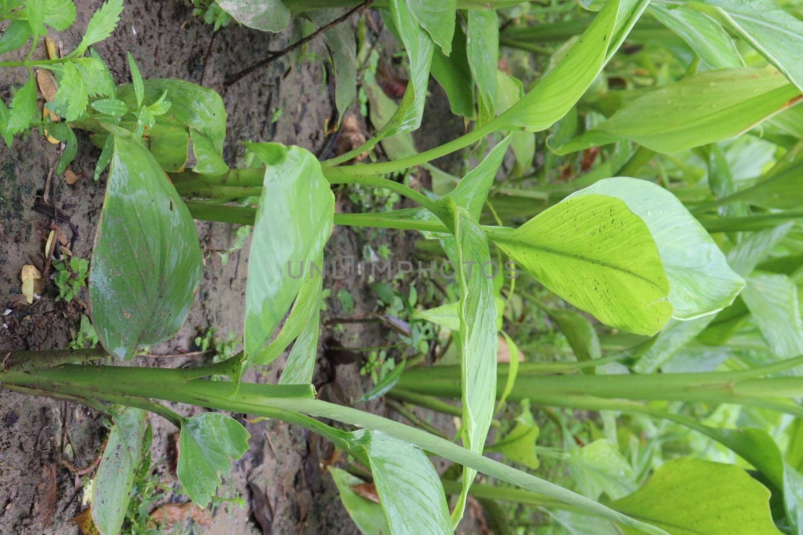 green colored turmeric tree farm for spice harvest