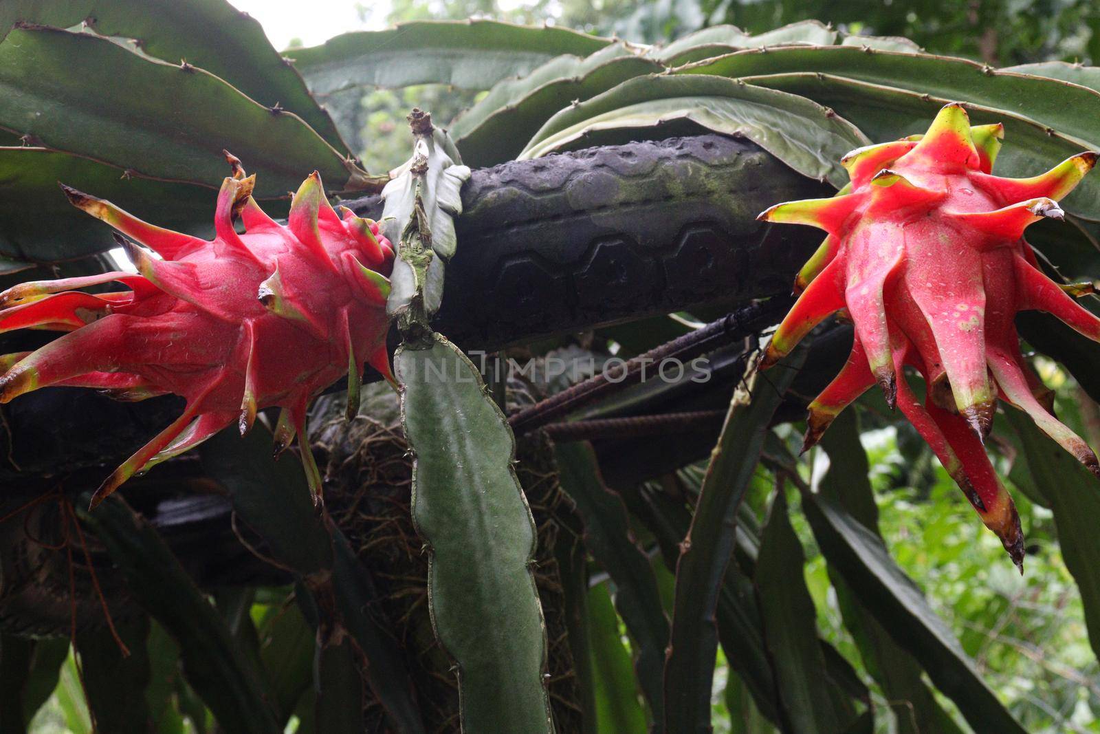 dragon fruit on tree in firm by jahidul2358