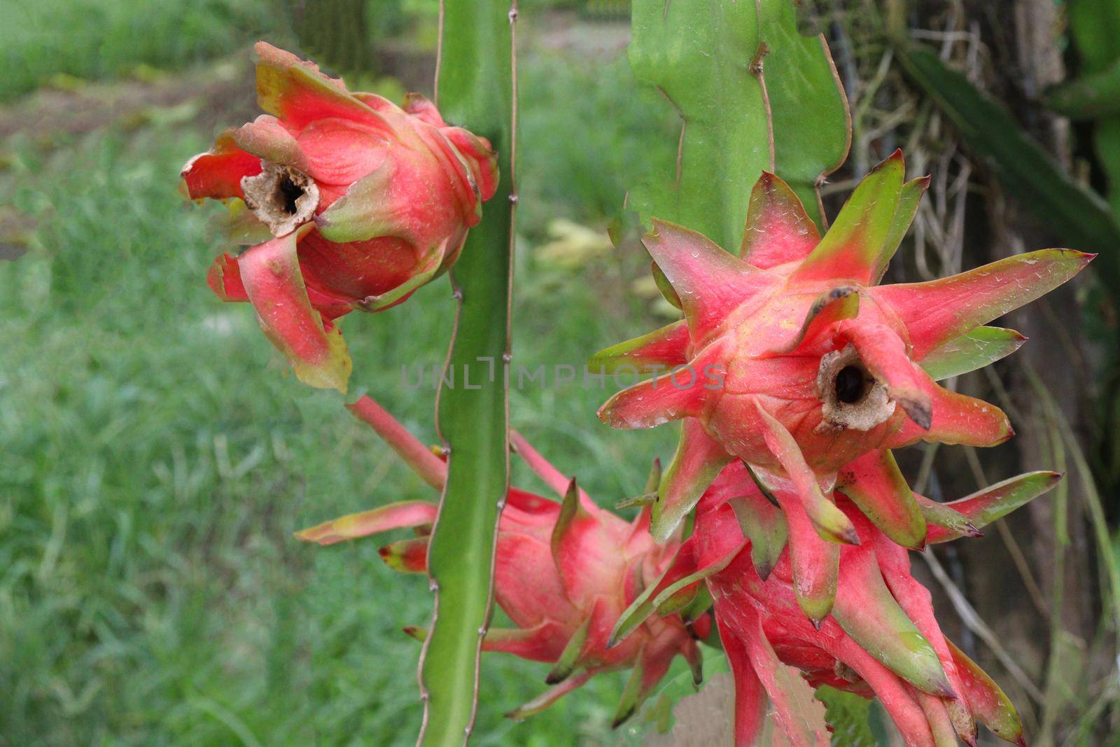 dragon fruit on tree in firm for harvest and sell