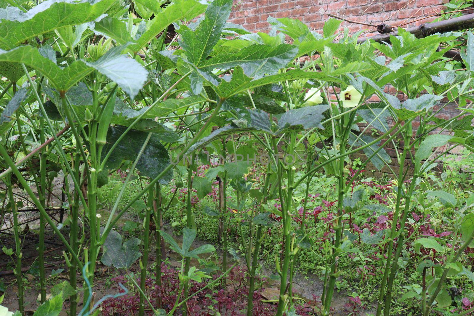 green colored lady finger on tree in farm for harvest