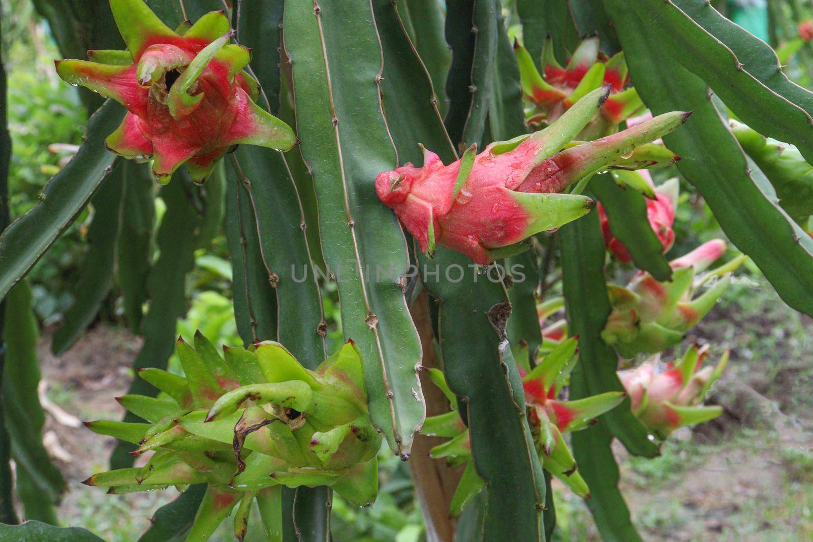 dragon fruit on tree in firm for harvest and sell