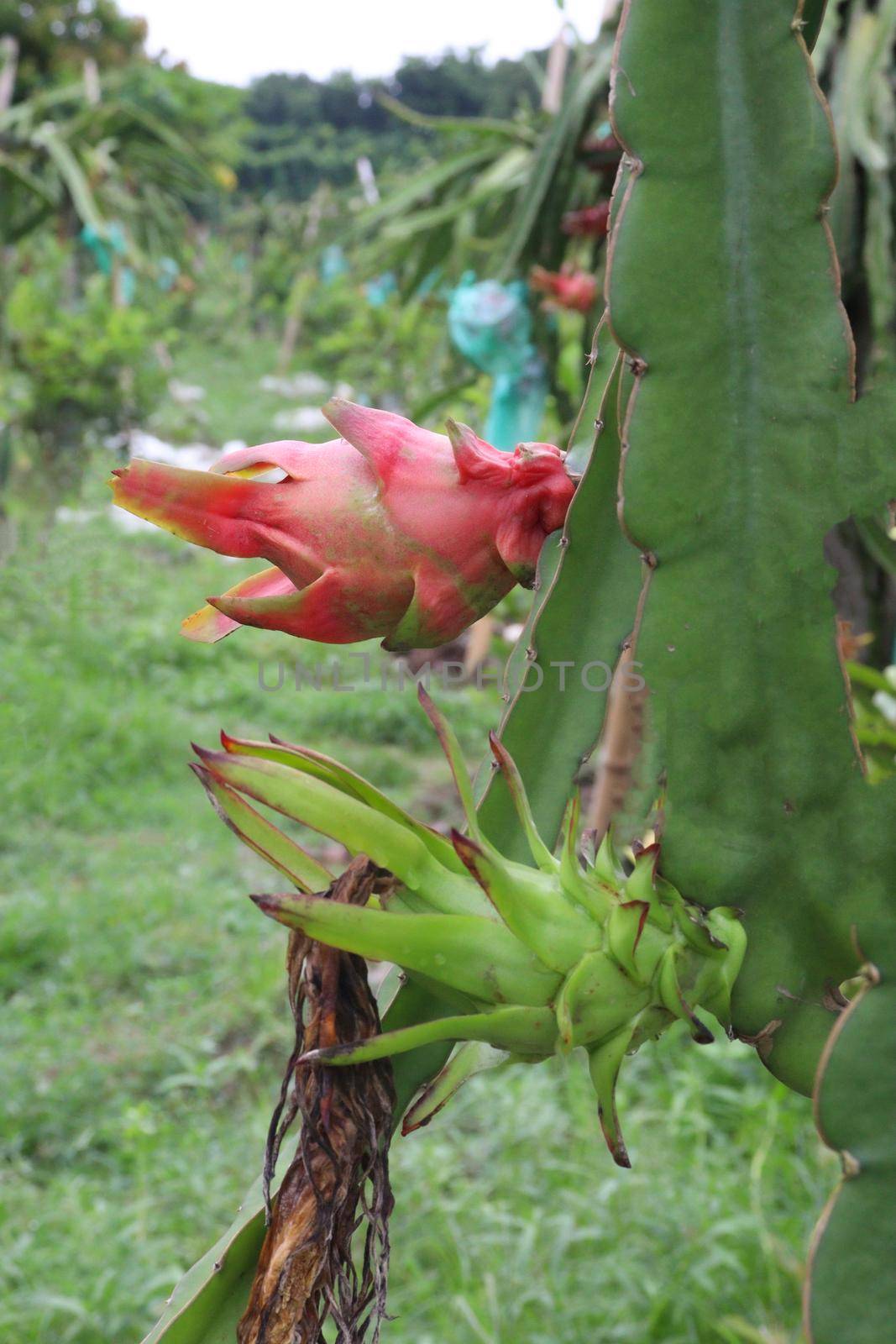 dragon fruit on tree in firm for harvest and sell