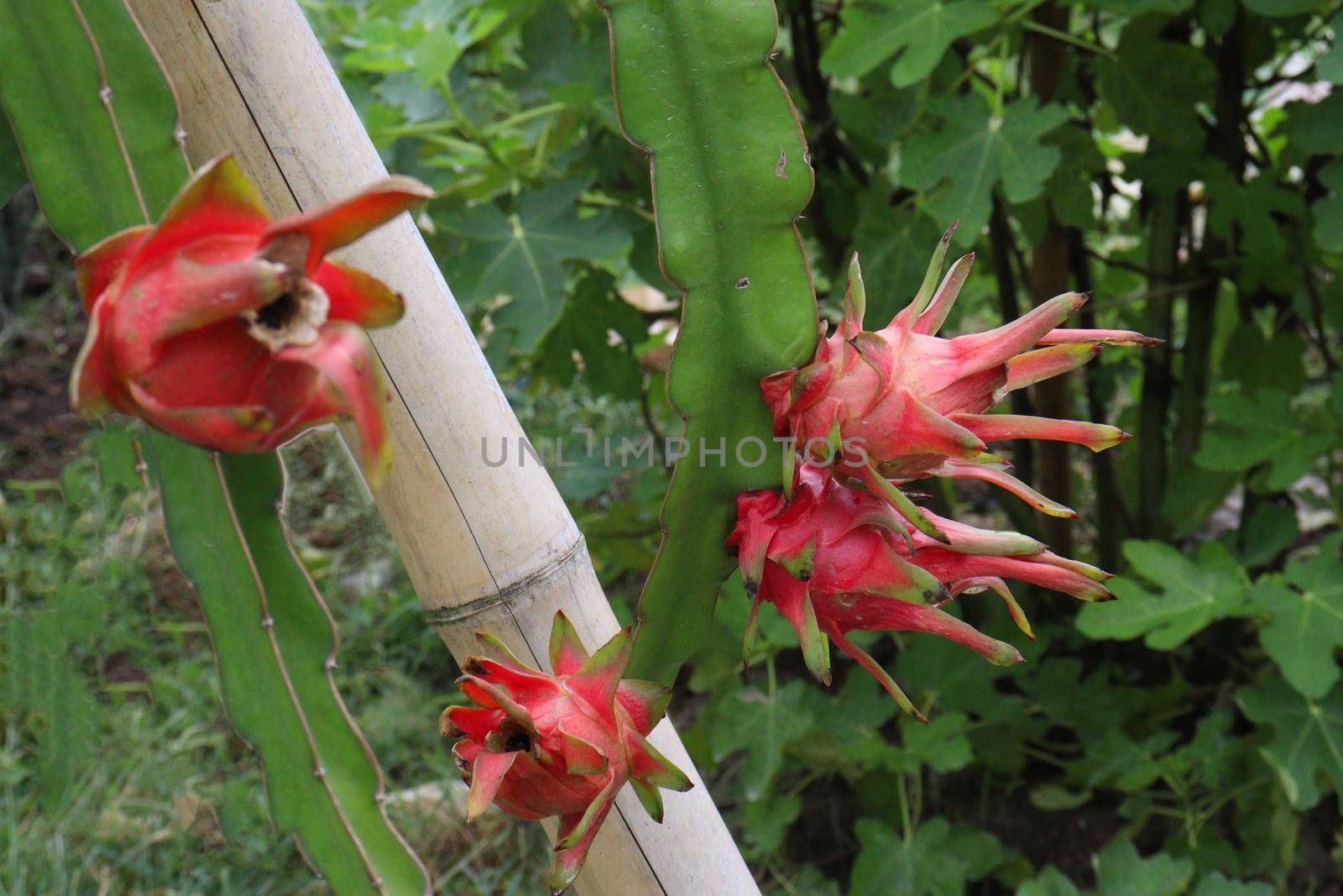 dragon fruit on tree in firm for harvest and sell