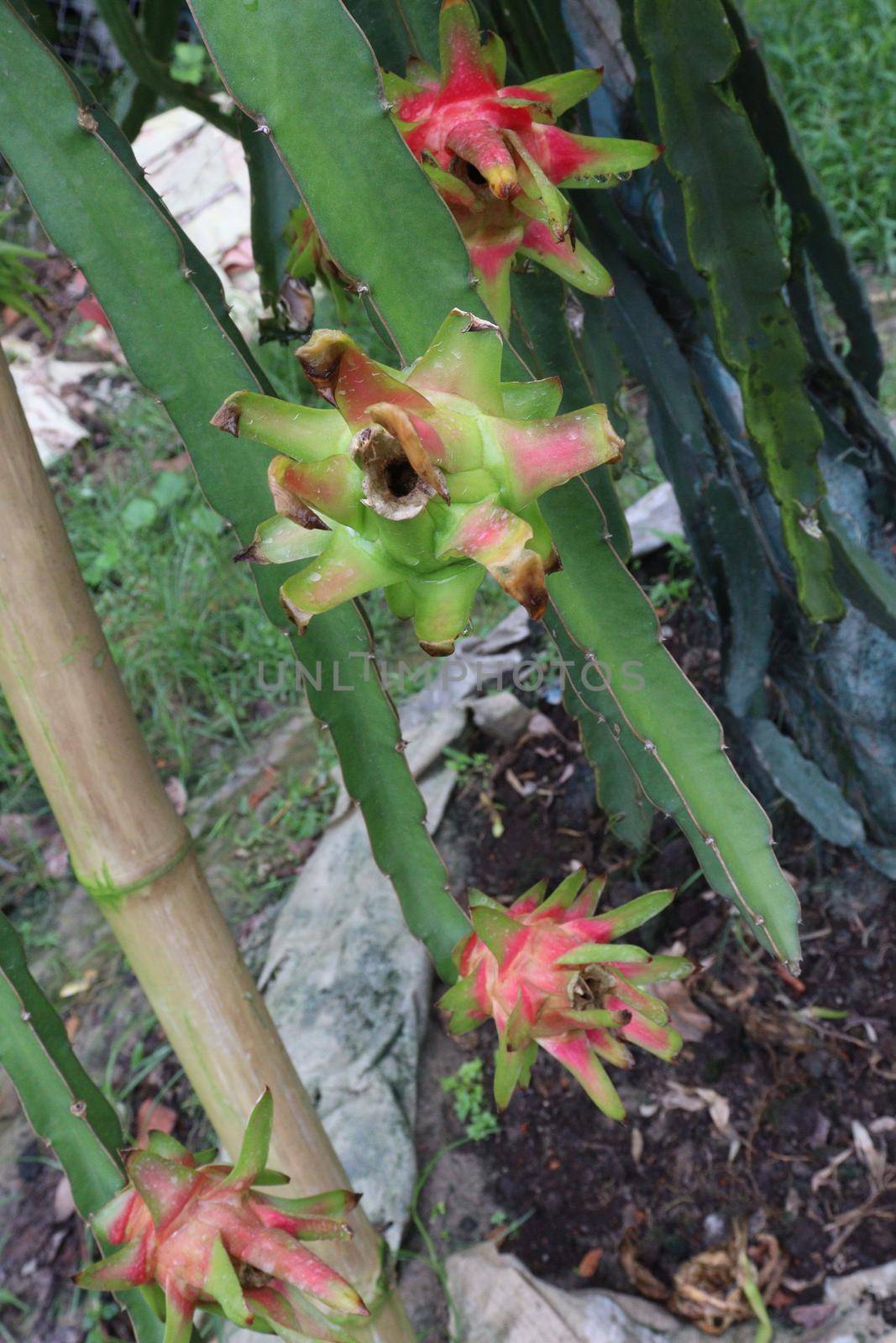 dragon fruit on tree in firm for harvest and sell