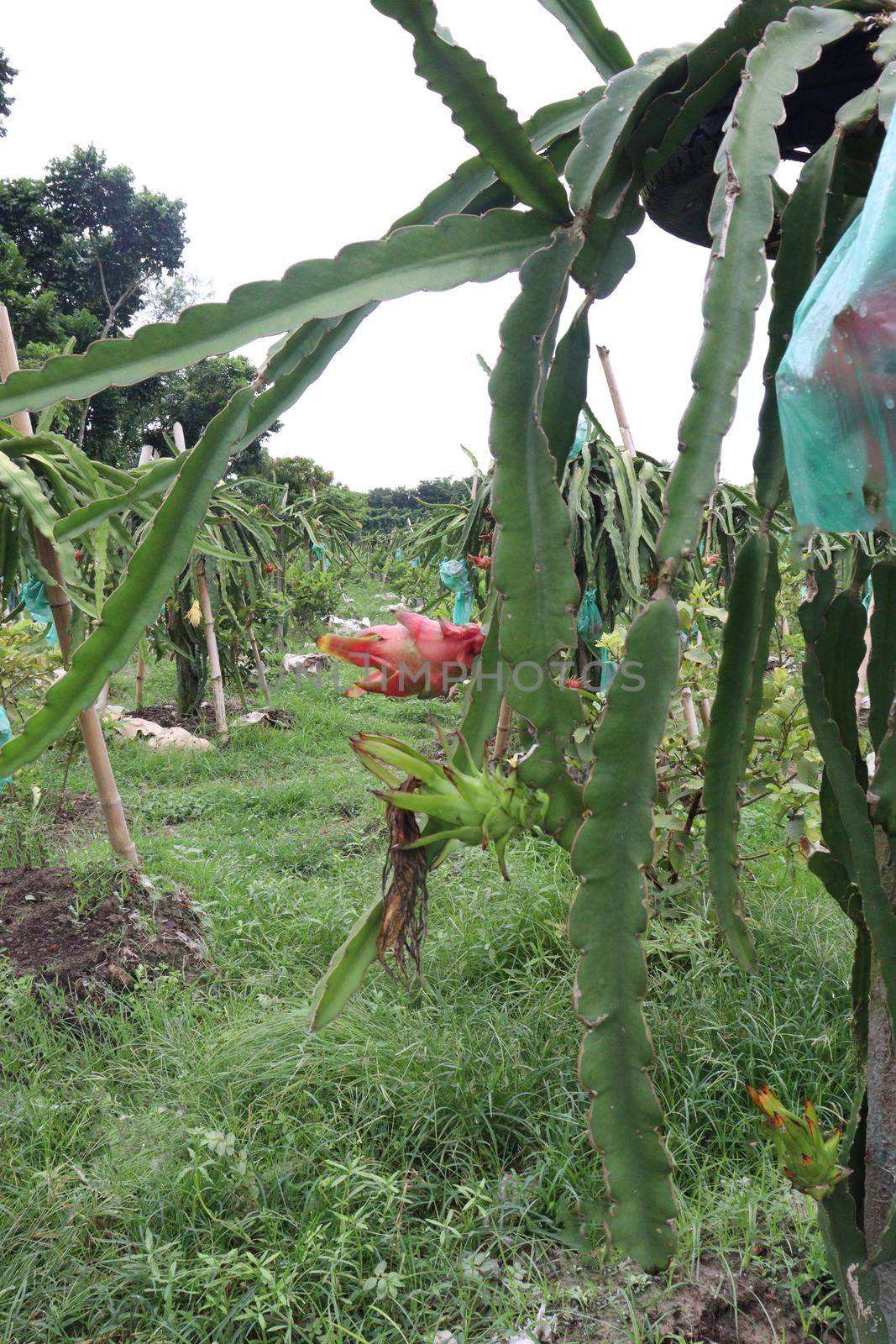 dragon fruit on tree in firm for harvest and sell