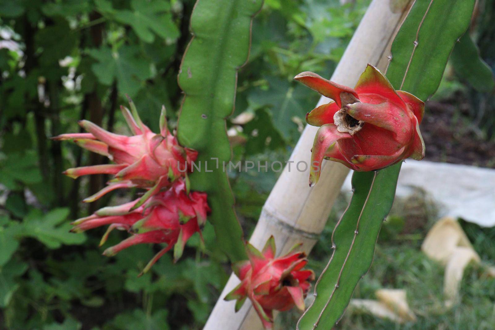 dragon fruit on tree in firm for harvest and sell