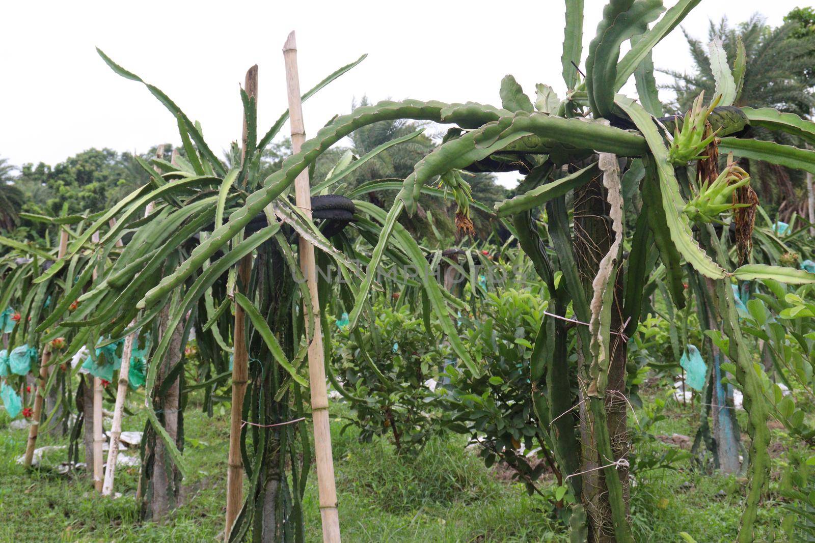 dragon fruit on tree in firm for harvest and sell