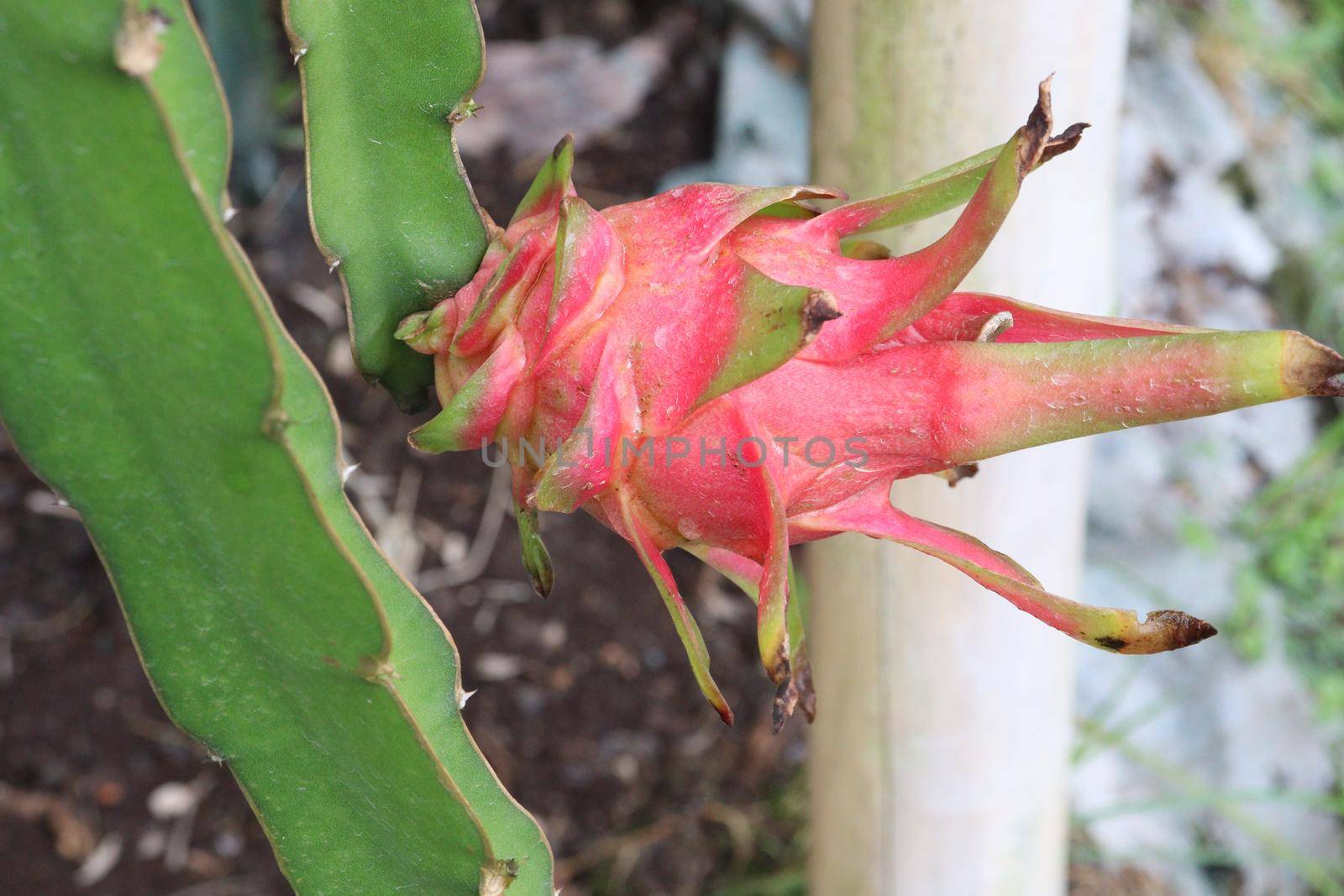 dragon fruit on tree in firm for harvest and sell