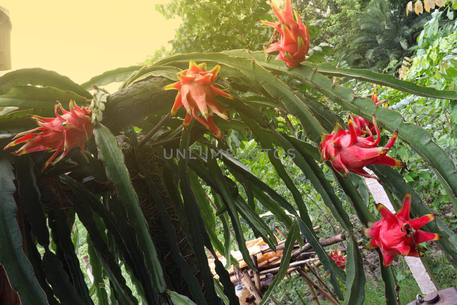 dragon fruit on tree in firm for harvest and sell