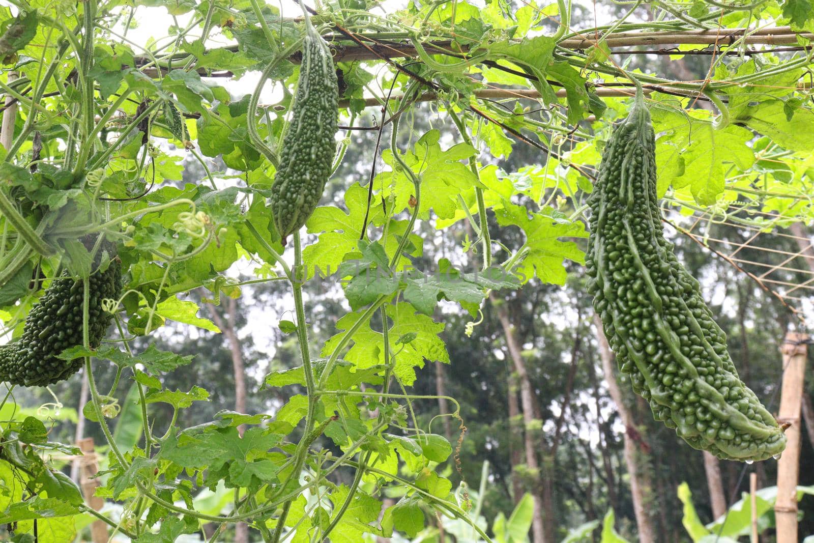 raw bitter melon on tree by jahidul2358