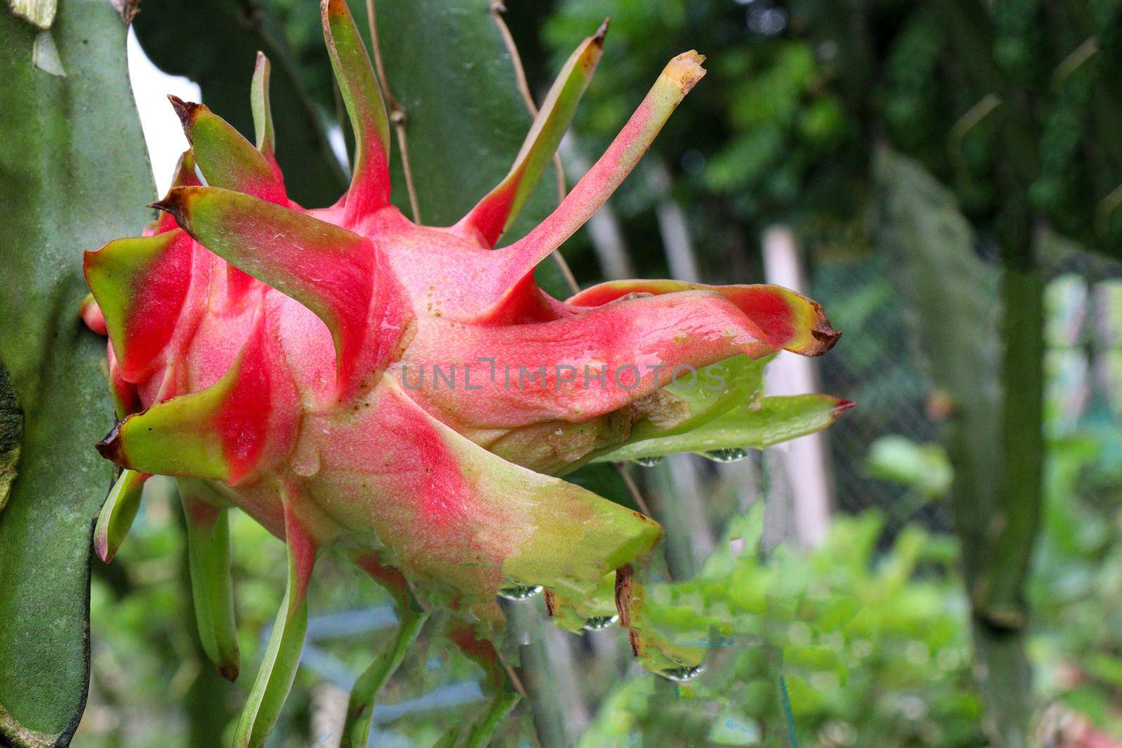 dragon fruit on tree in firm by jahidul2358