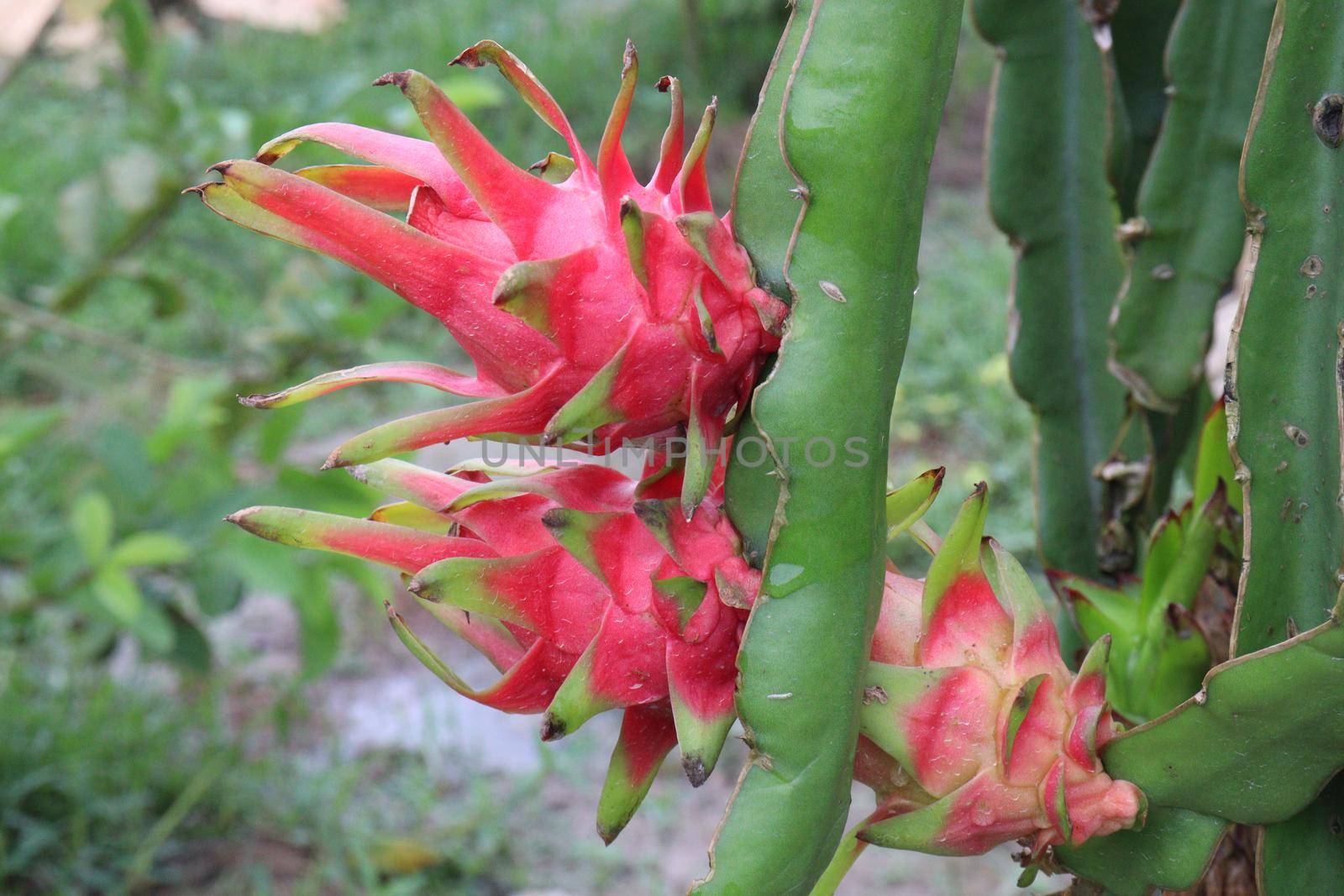 dragon fruit on tree in firm by jahidul2358