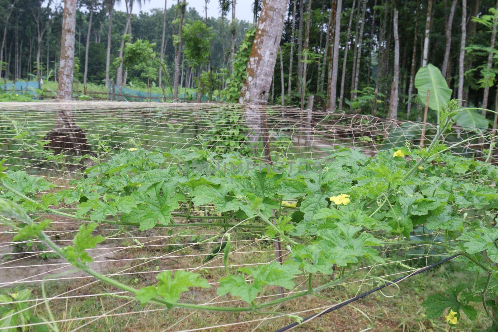 bitter melon tree view on field by jahidul2358