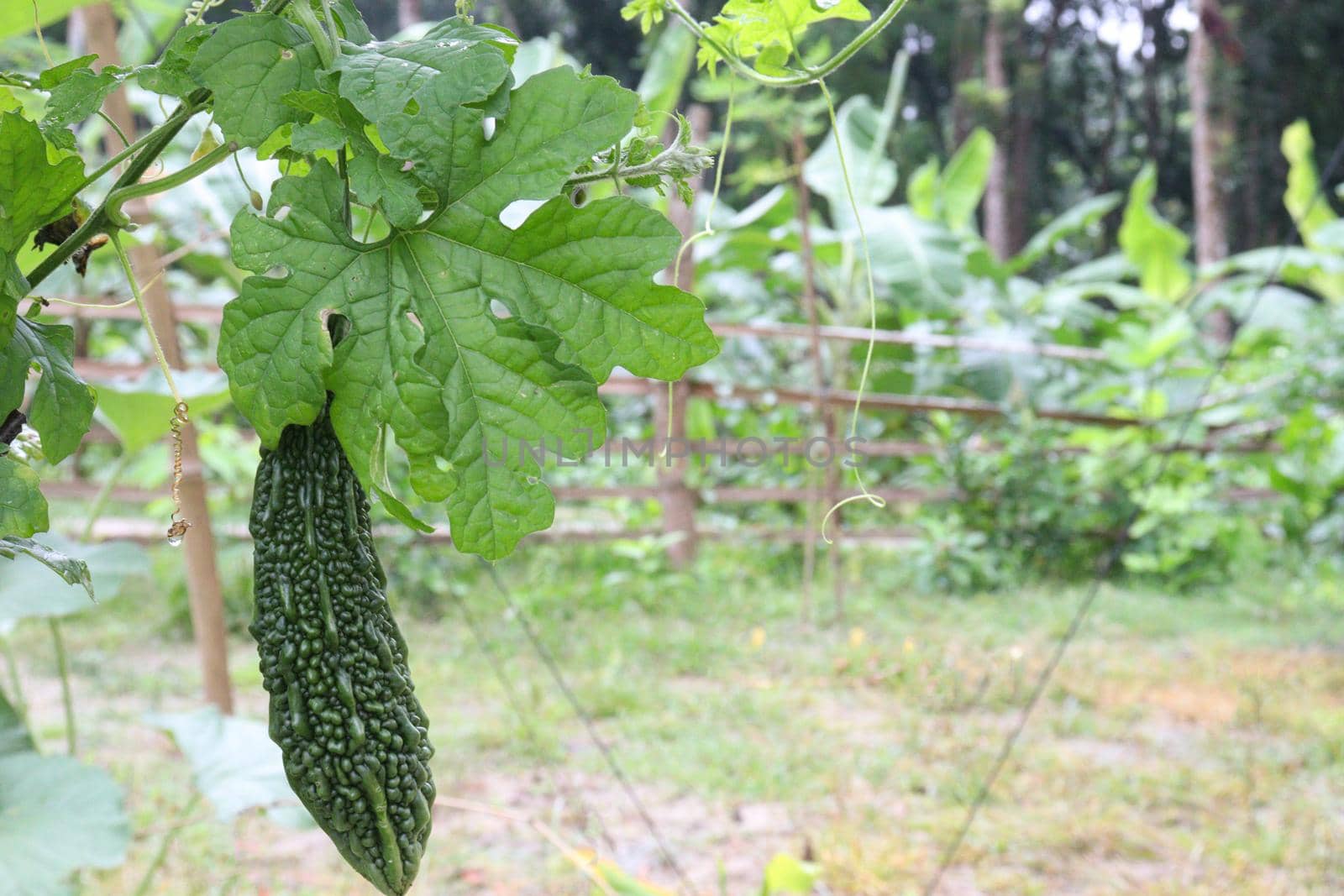 healthy raw bitter melon on tree in farm for harvest