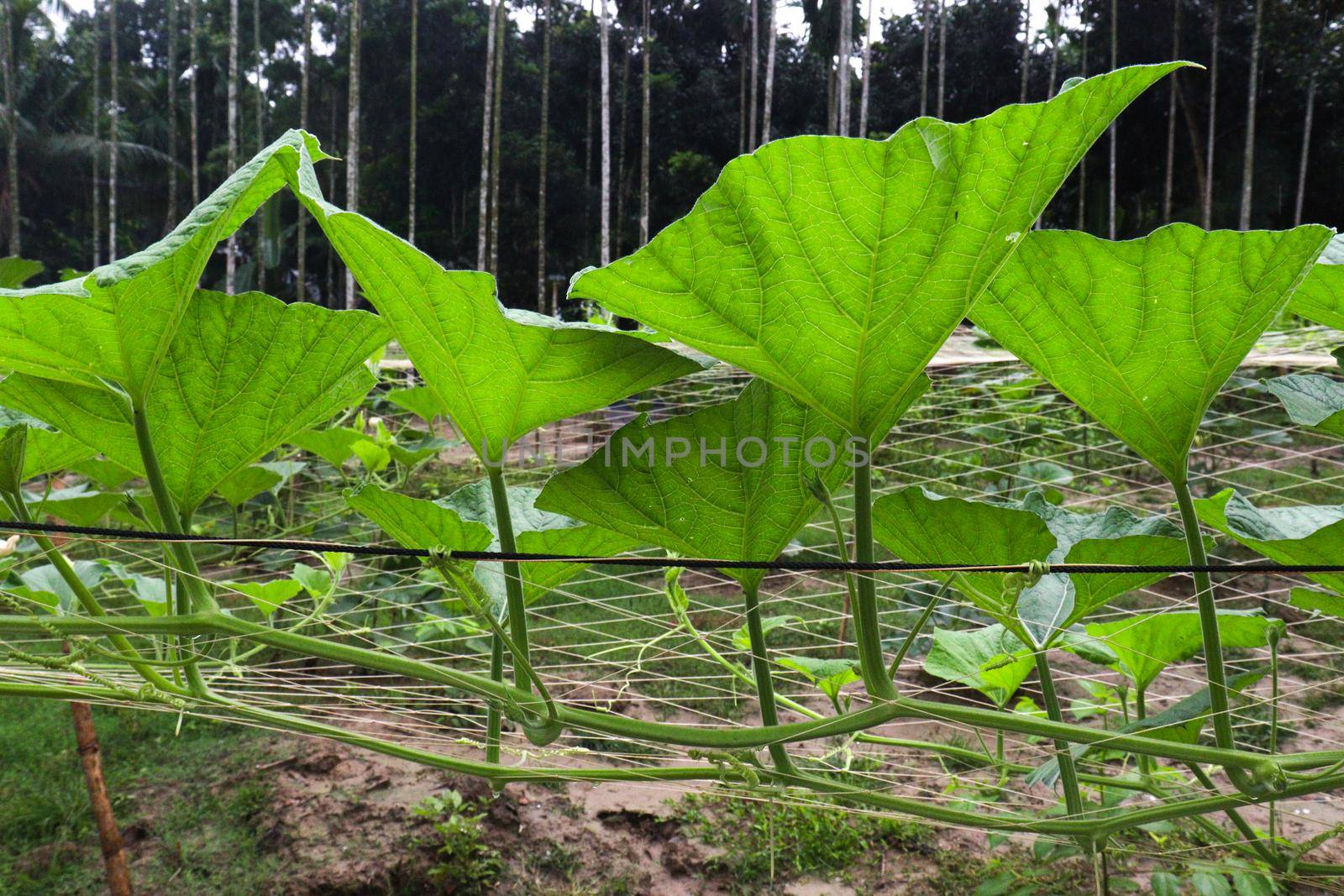 bottle gourd leaf stock on farm for harvest