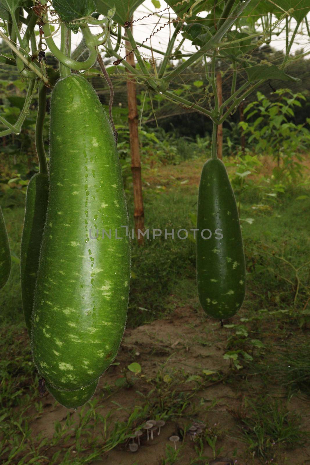 bottle gourd stock on farm for harvest