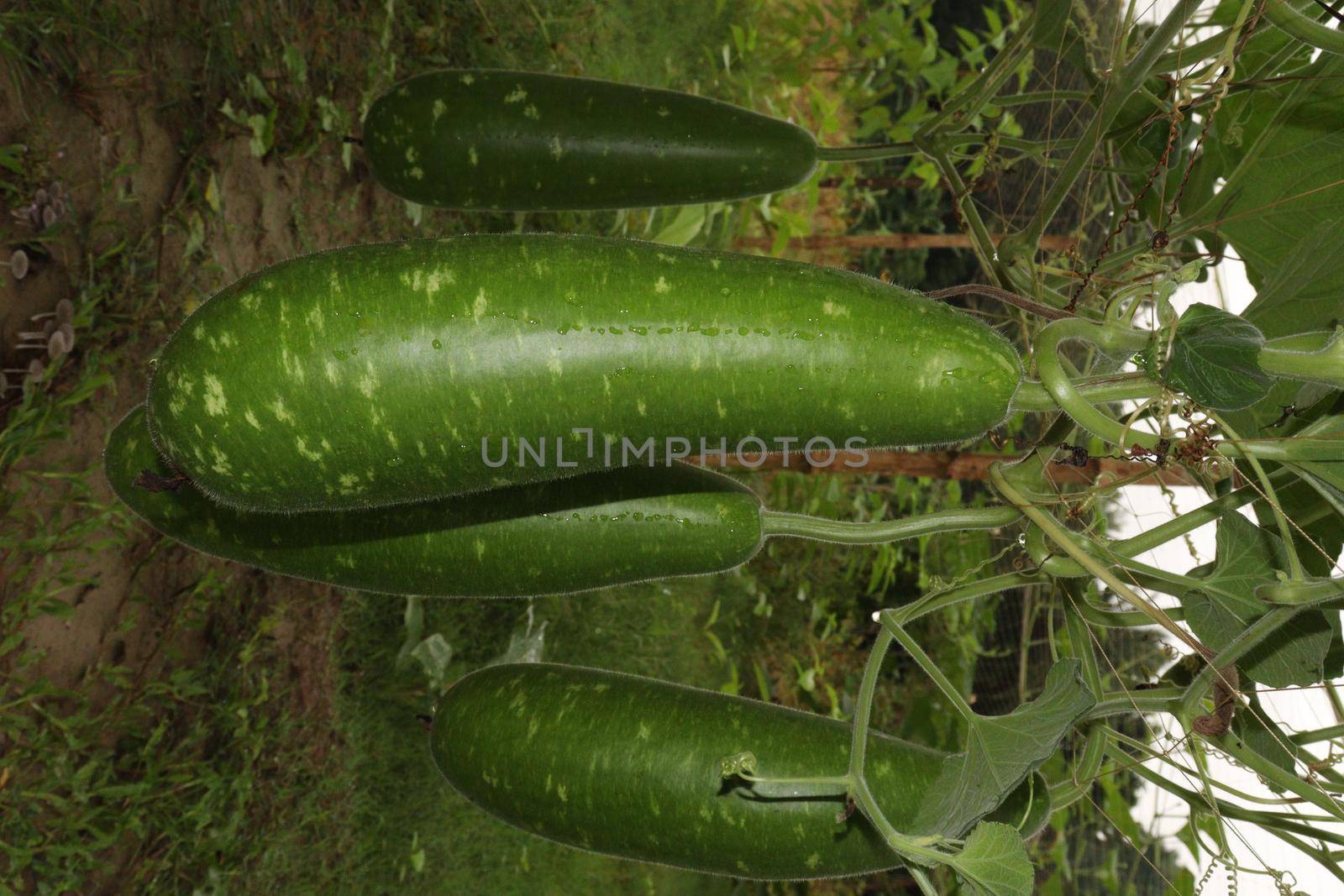 bottle gourd stock on farm for harvest