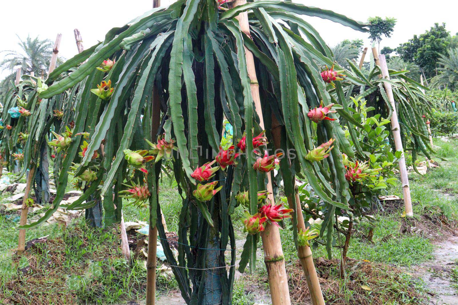 dragon fruit on tree in firm by jahidul2358