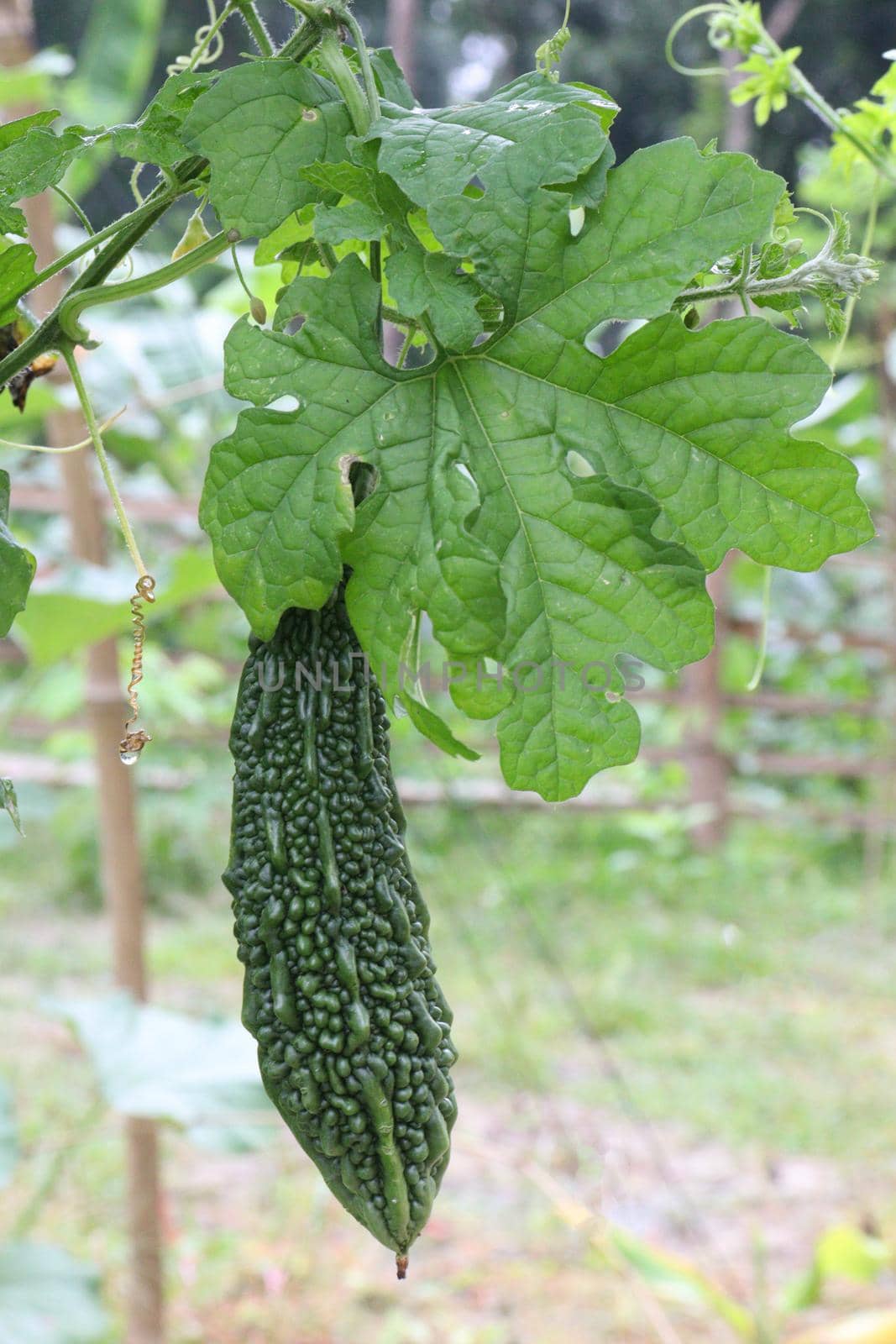 raw bitter melon on tree by jahidul2358