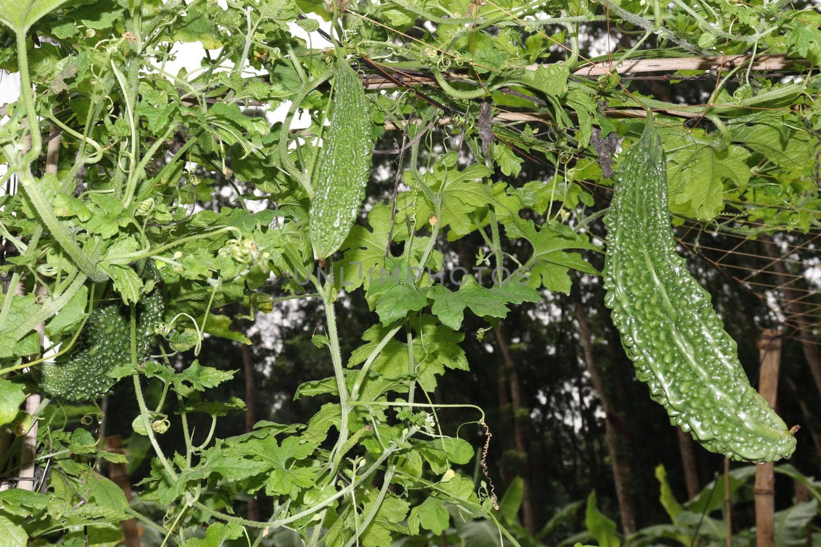 healthy raw bitter melon on tree in farm for harvest