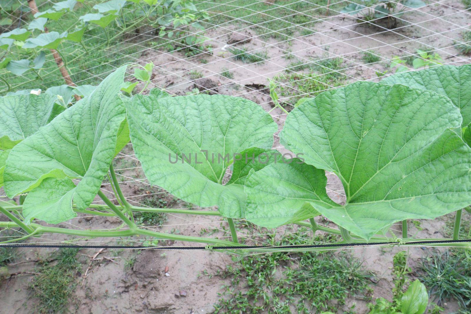 bottle gourd leaf stock on farm for harvest