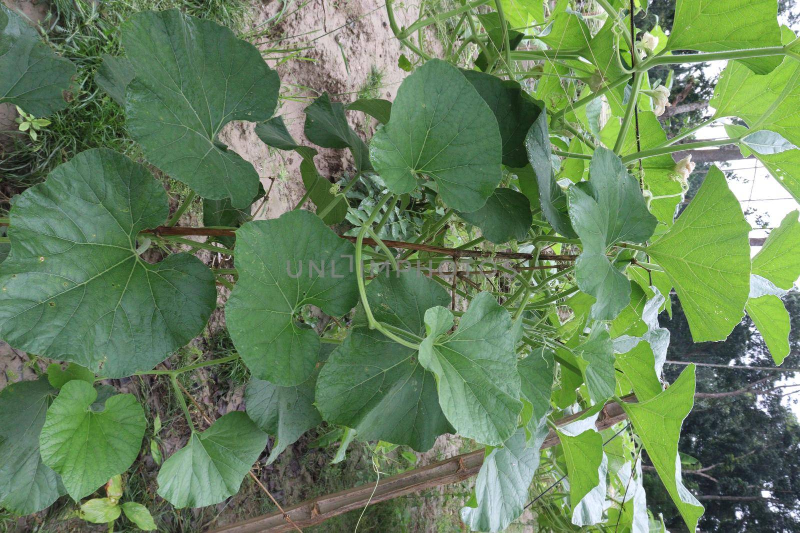 bottle gourd leaf stock on farm for harvest