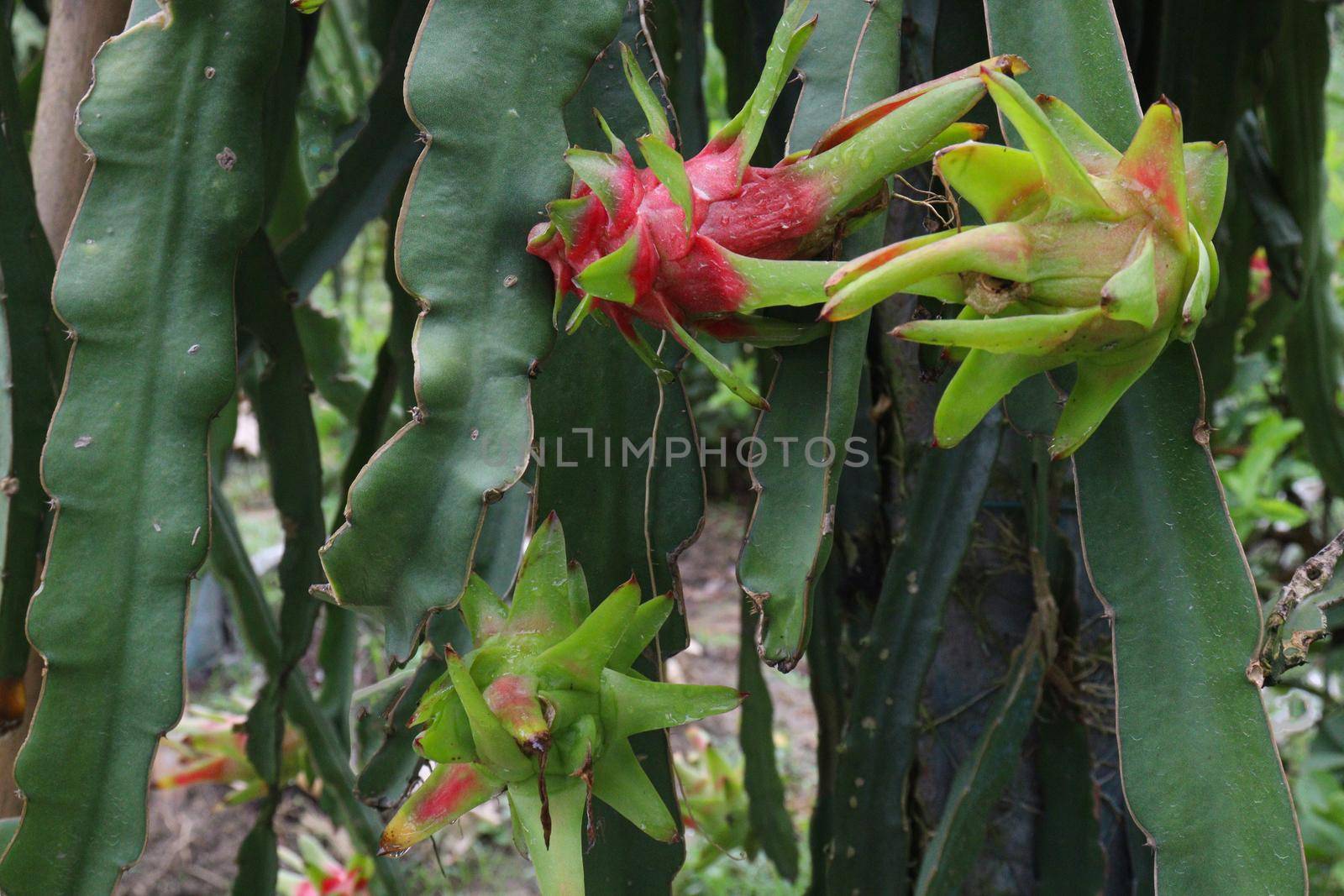 dragon fruit on tree in firm by jahidul2358