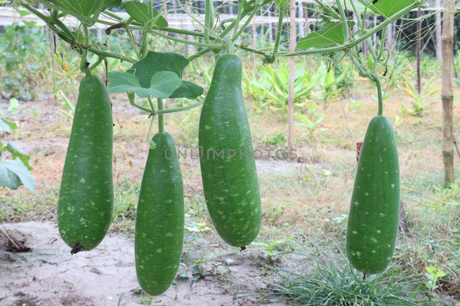 bottle gourd stock on farm by jahidul2358