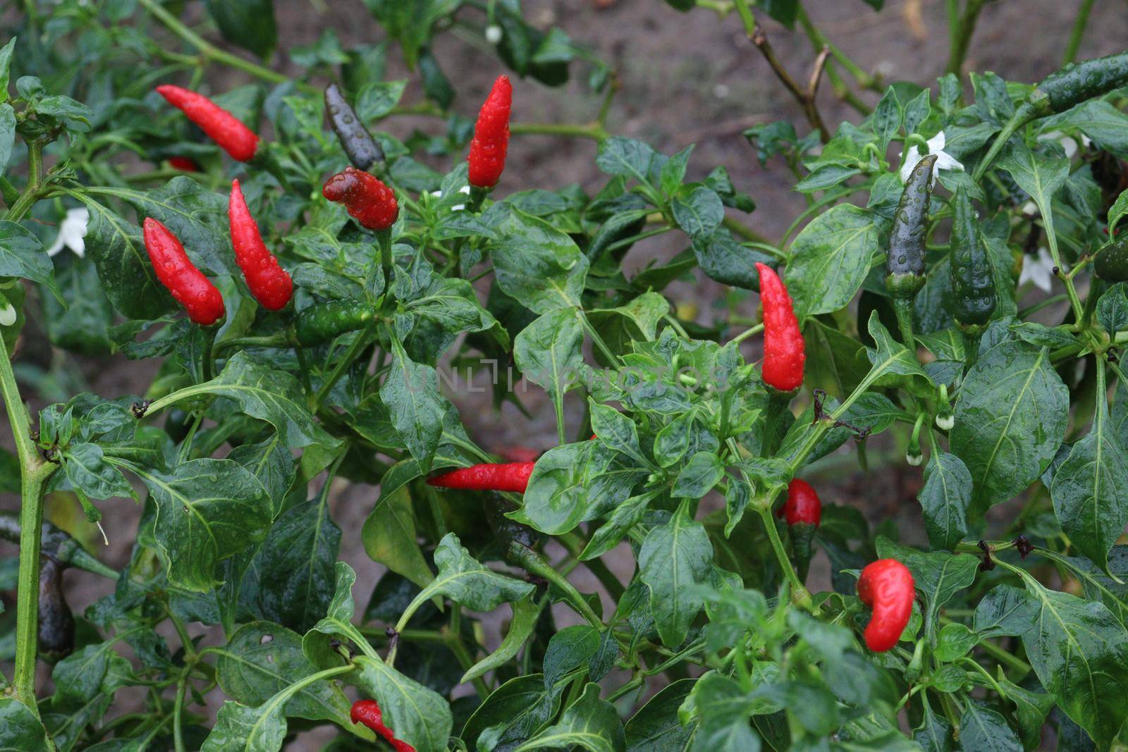 red colored chili on tree by jahidul2358