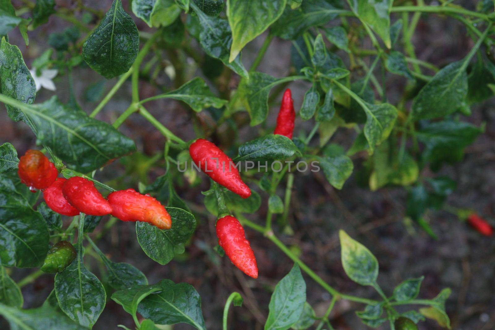 red colored chili on tree in farm for harvest